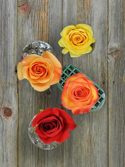 Wholesale 125 Freedom & 125 Fall Color Roses Assorted Combo Box